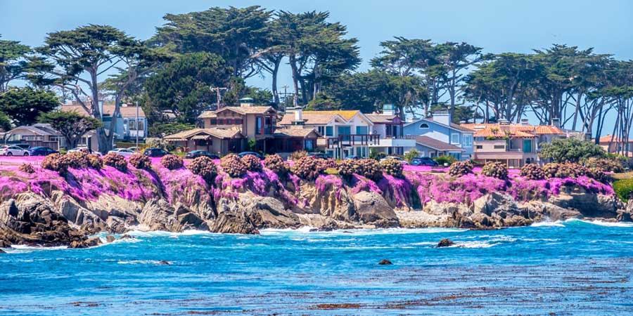 Colorful flowers in Monterey by the sea