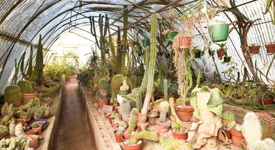 A botanical garden housing different cacti and desert plants in Moortens Botanical Garden and Cactarium