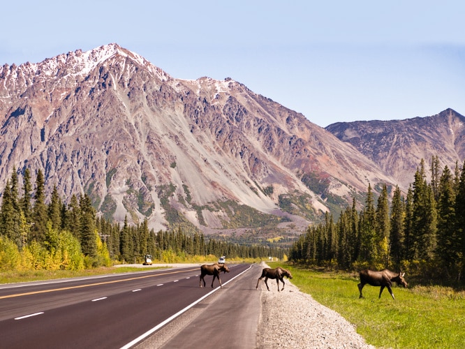 View of the moose crossing the highway with the mountain views in the background