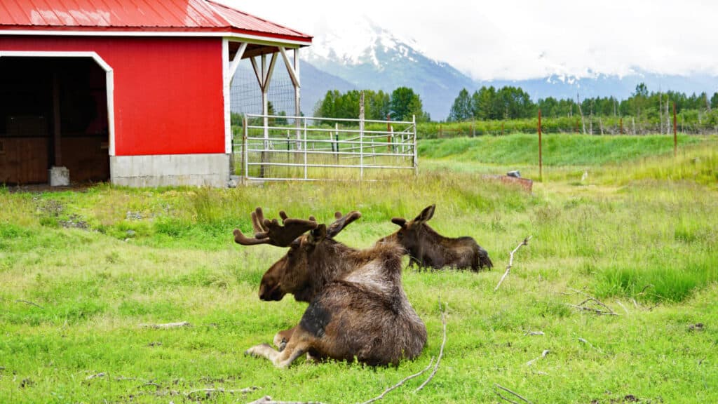 Moose in front of a red barn at Alaska Wildlife Conservation Center