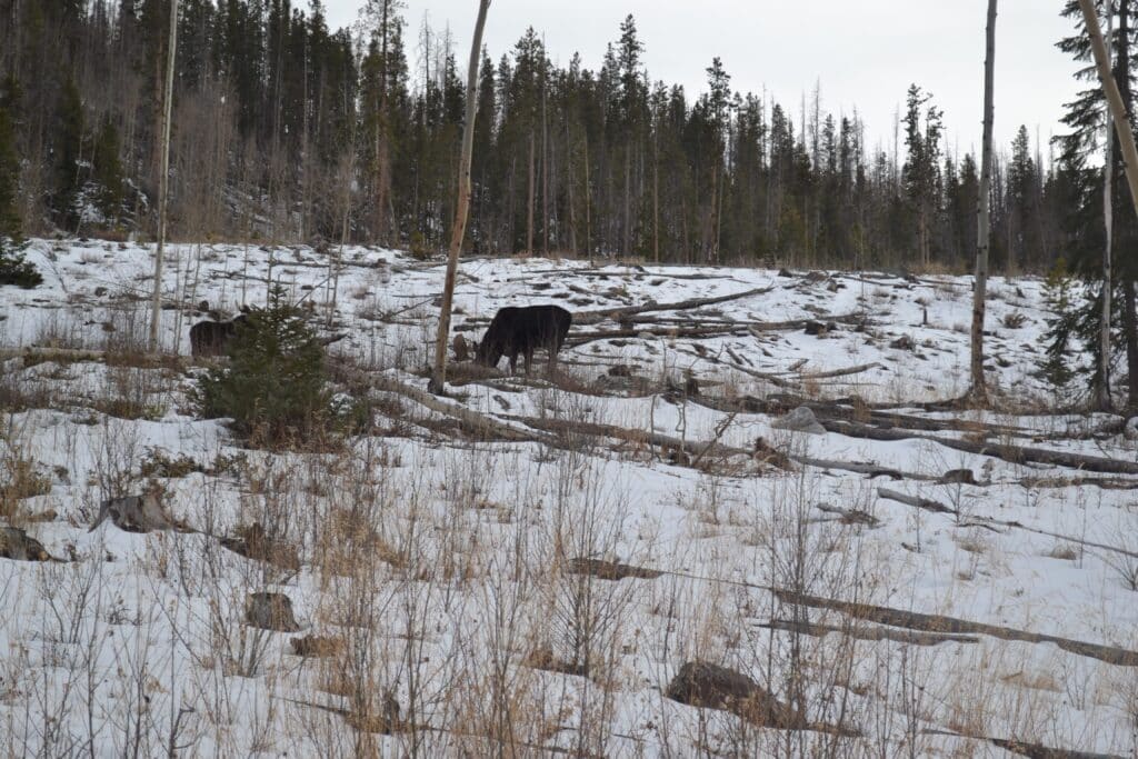 A moose ion the middle of the snowy Rainbow Lake