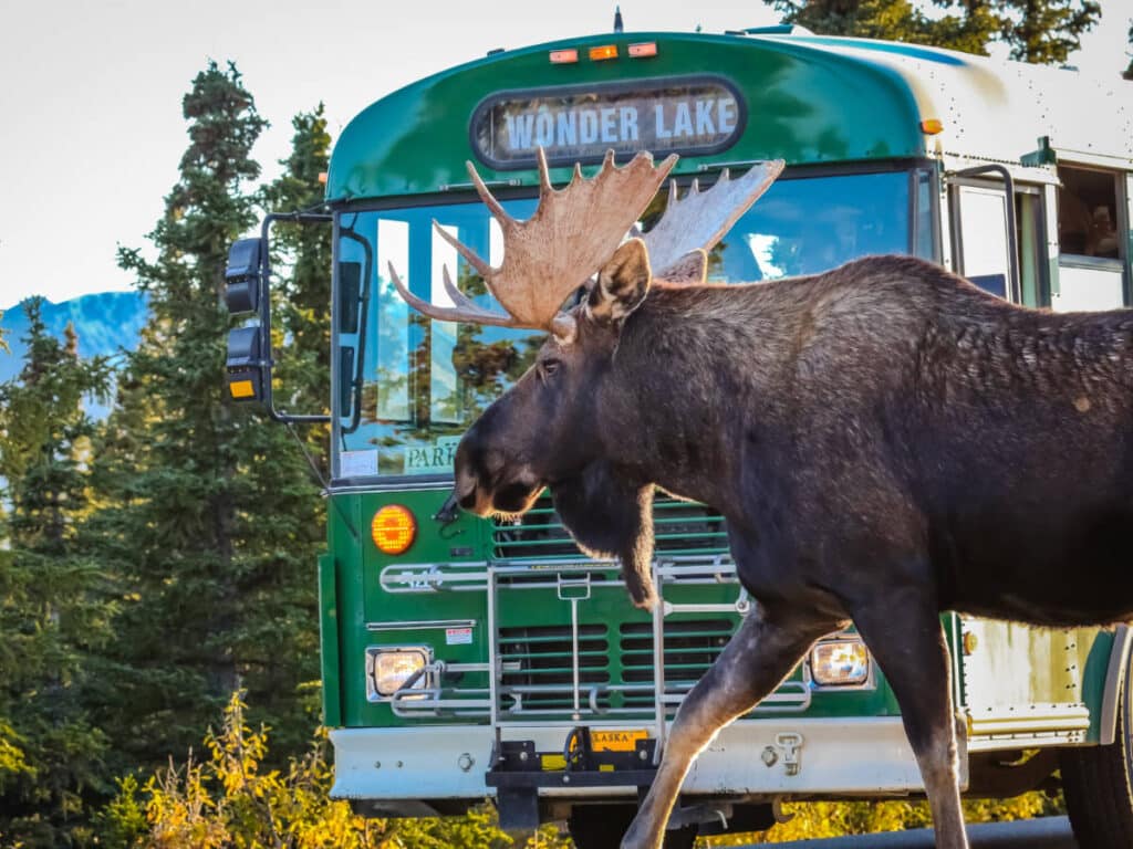 A moose crossing the street in Denali National Park