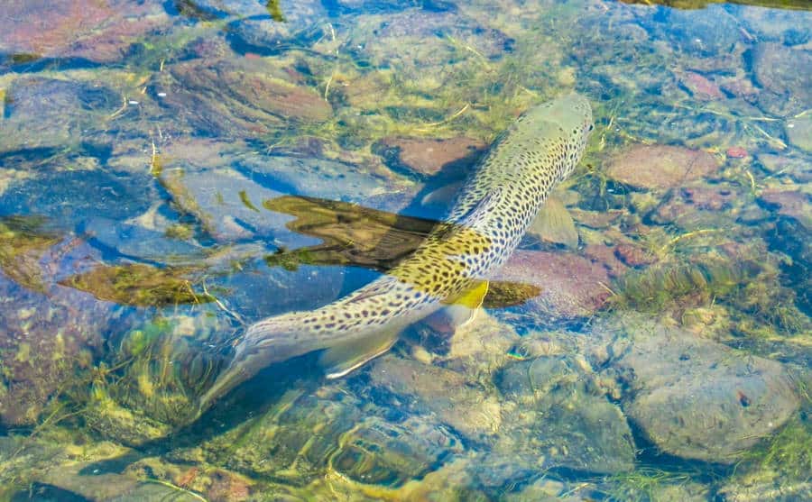 A trout under the clear water in Boise, Idaho