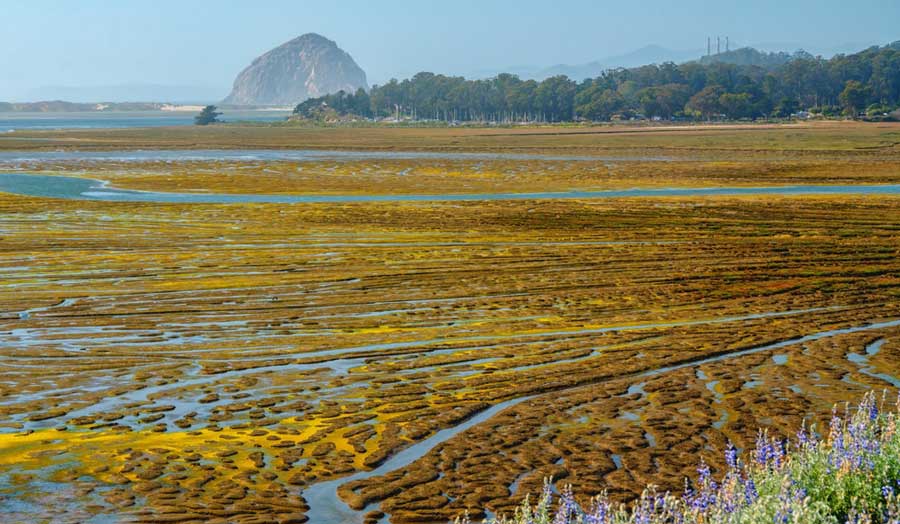 View of mudflats in Morro Bay National Estuary during low tide
