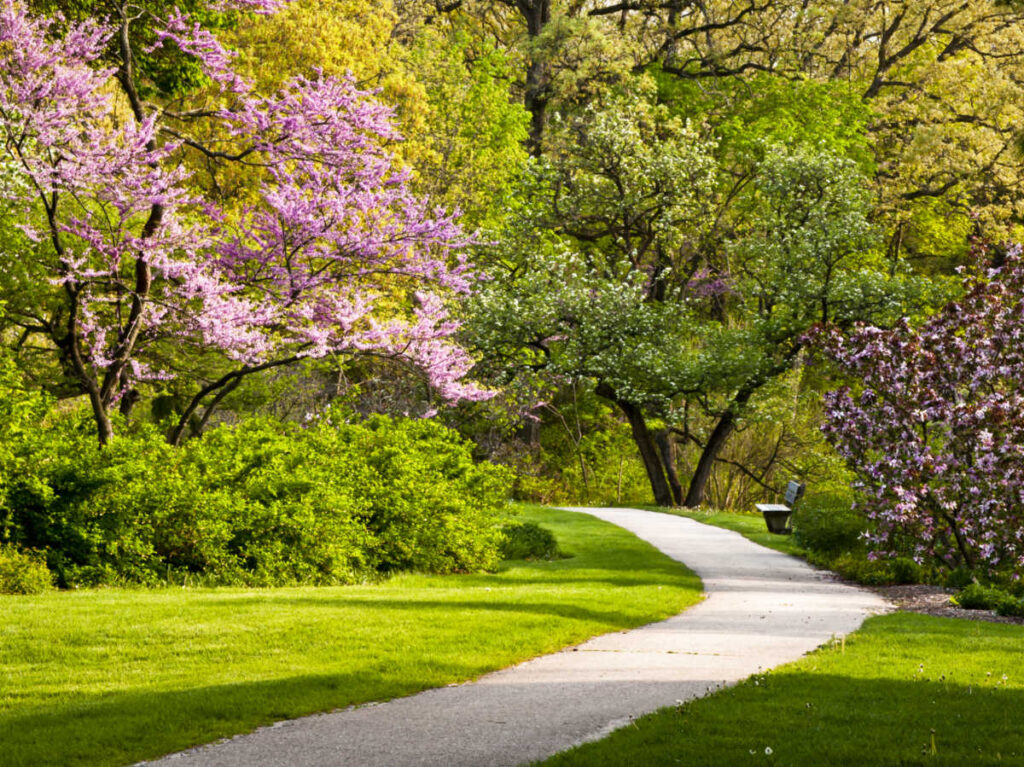 A pathway surrounded by trees blooming in spring at Morton Arboretum