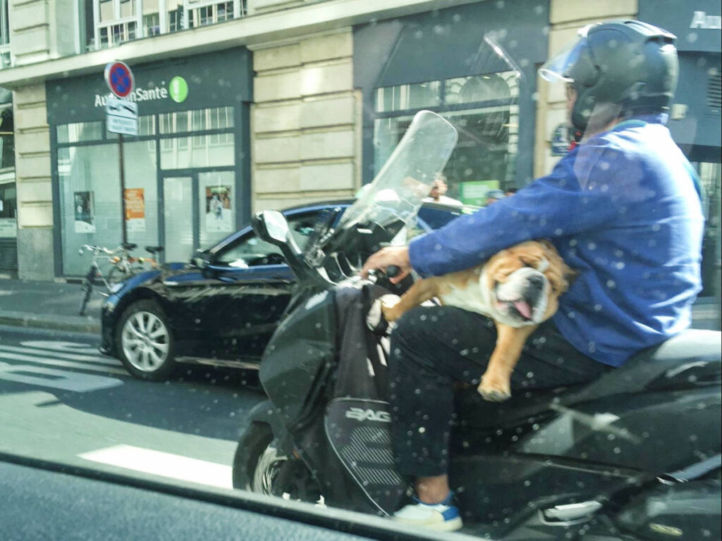 A motorcyclist with his dog on the road