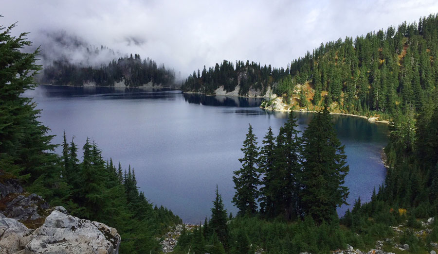 Scenic view of a foggy forest