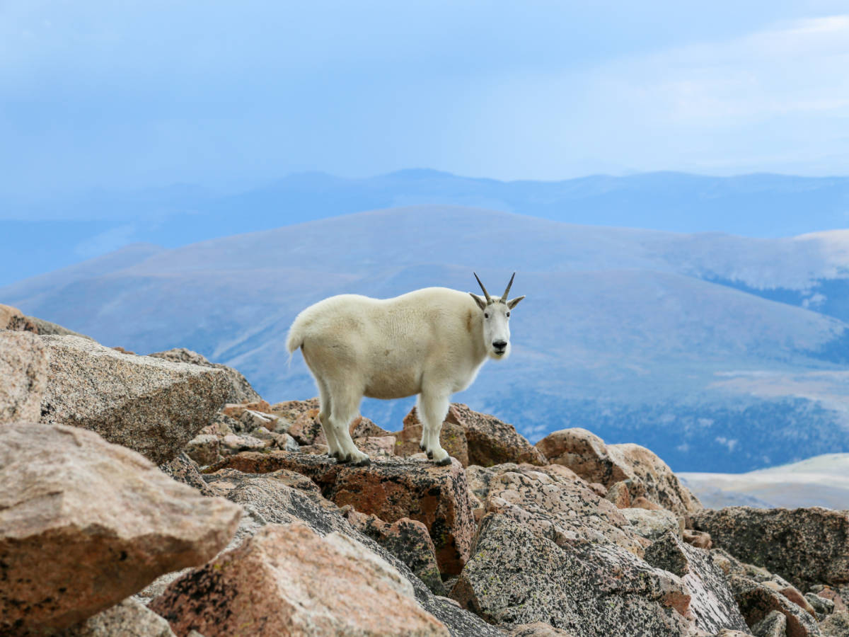A mountain goat in Mount Blue Sky