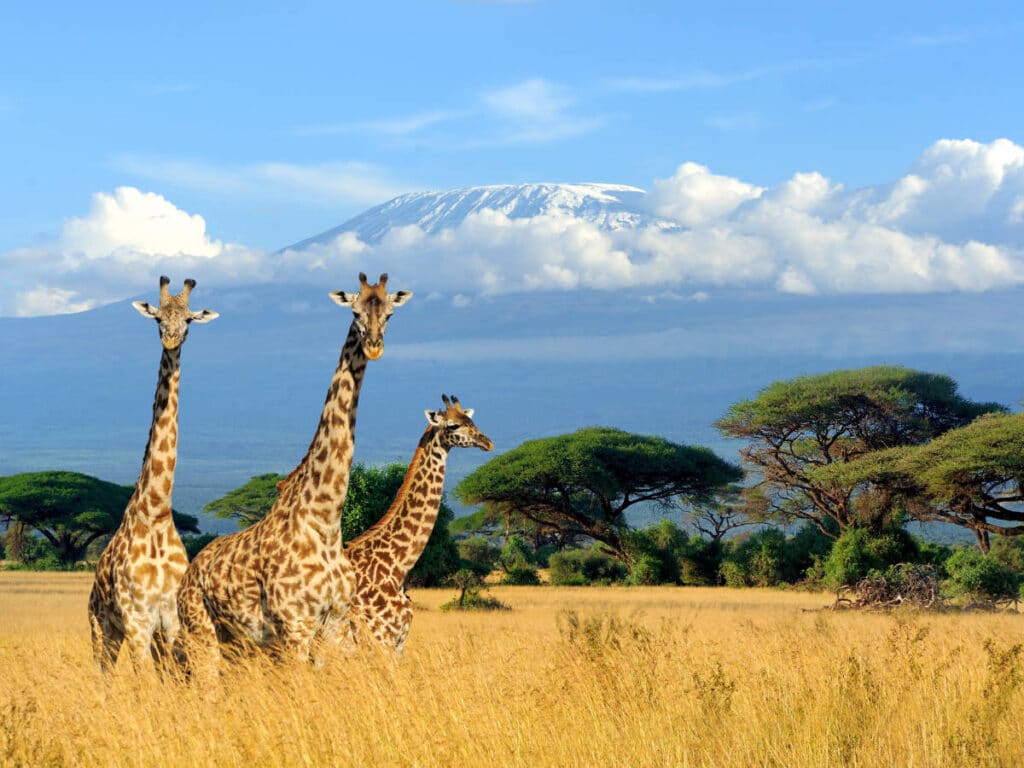 View of giraffes and the Mount Kilimanjaro on their background