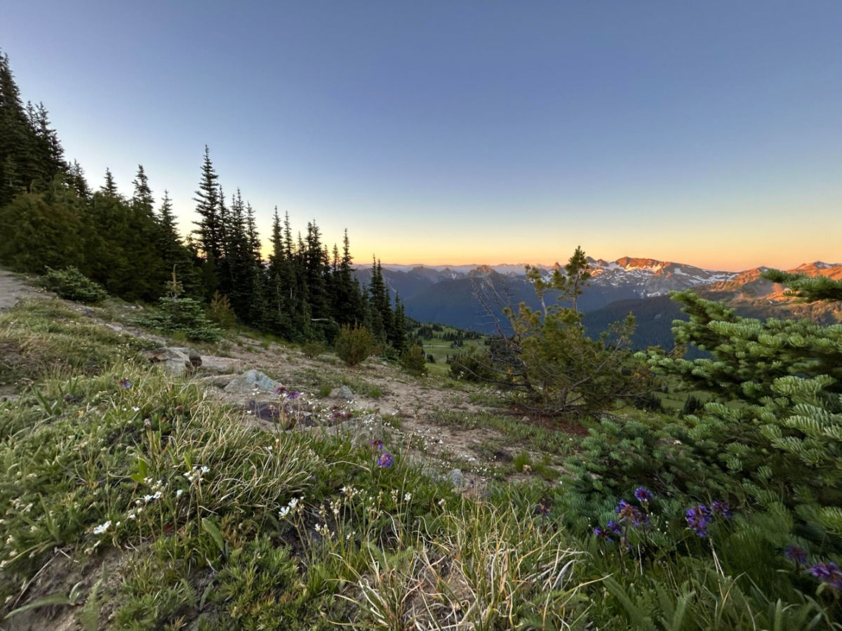 Lush green meadow at Mount Rainier National Park just after sunrise