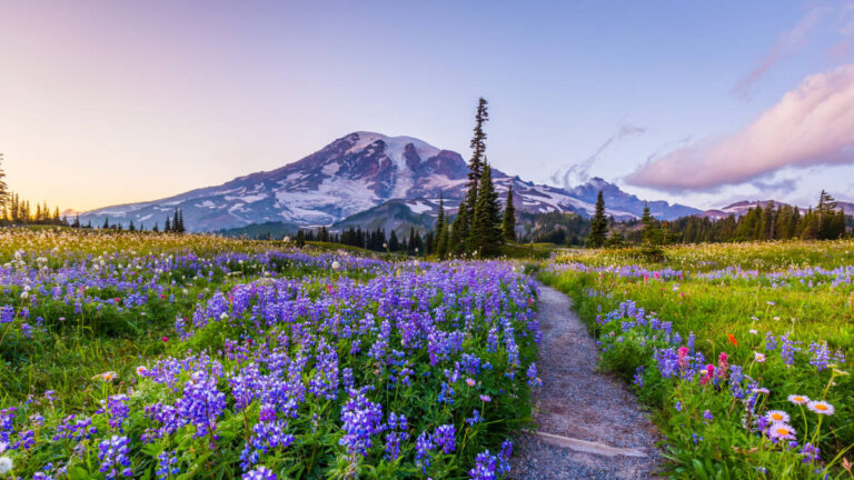 View of purple wildflowers at Mount Rainier National Park, with the peak in the background