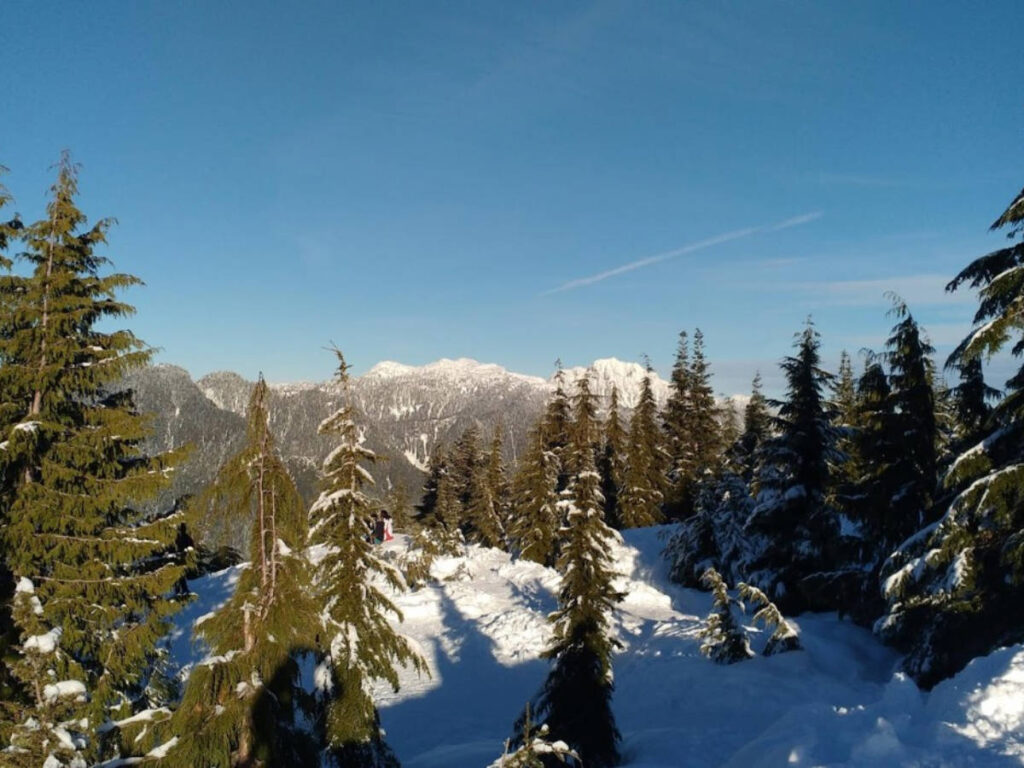 Clear blue sky over the snowshoe trails on Mount Seymour