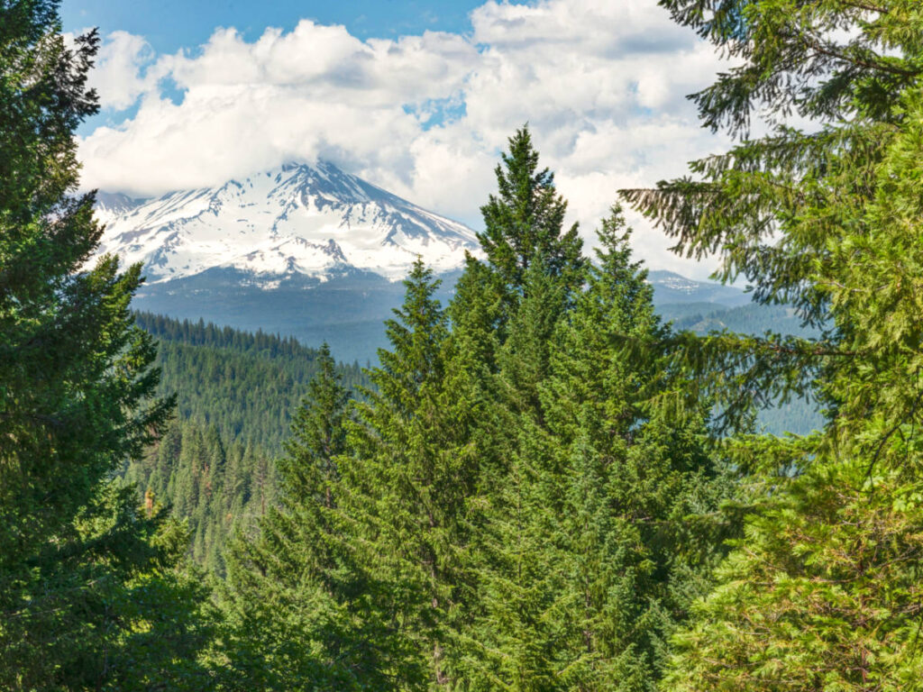 View of the peaks of Mount Shasta from the woods in Castle Crags State Park