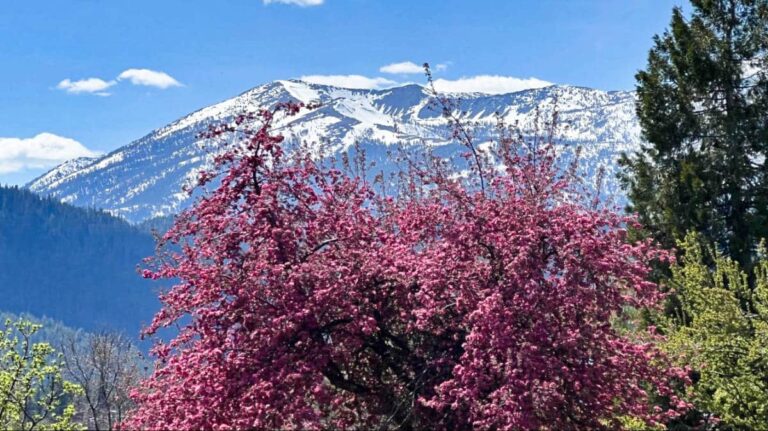 View of the Mount Shasta from the beautiful and colorful trees in town