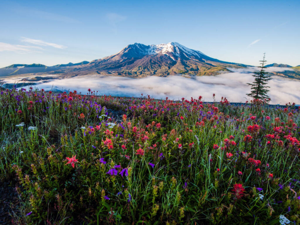 Field of flowers and the Mount St. Helens on the background