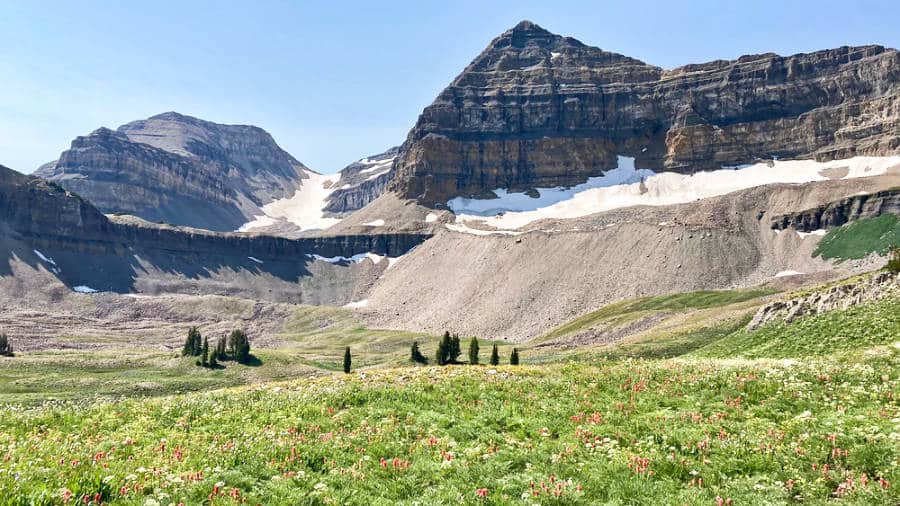 View of the field of wildflowers, summit, and glacier of Mount Timpanogos
