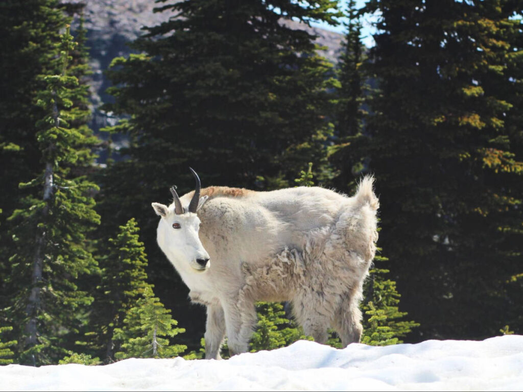 A mountain goat during winter in Glacier National Park