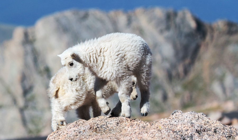 View of wild mountain goats living in Mount Evans