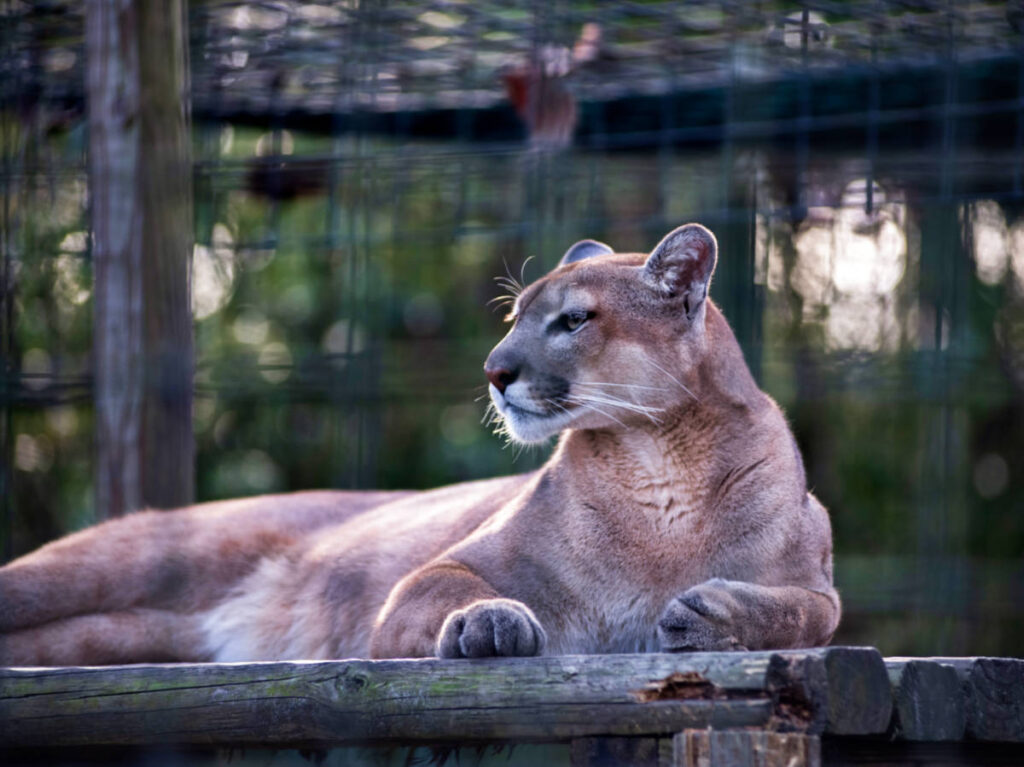 Closeup look of the mountain lion from the Catty Shack Ranch Wildlife Sanctuary
