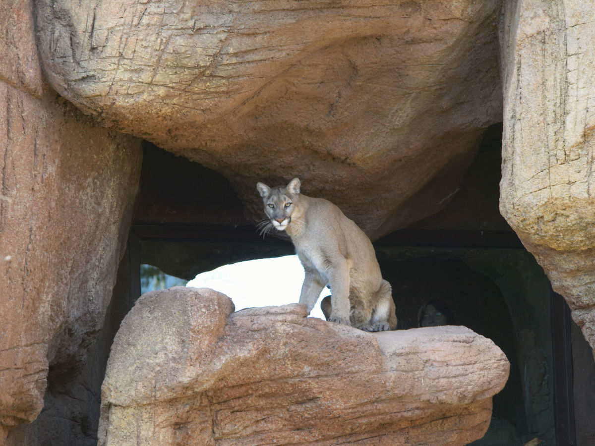 Mountain lion sitting on rock in Arizona-Sonora Desert Museum in Tucson