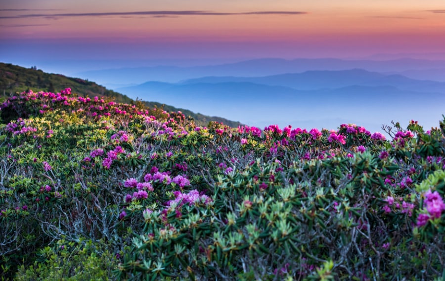 View of beautiful flowers at the Mountains-To-Sea hiking trail