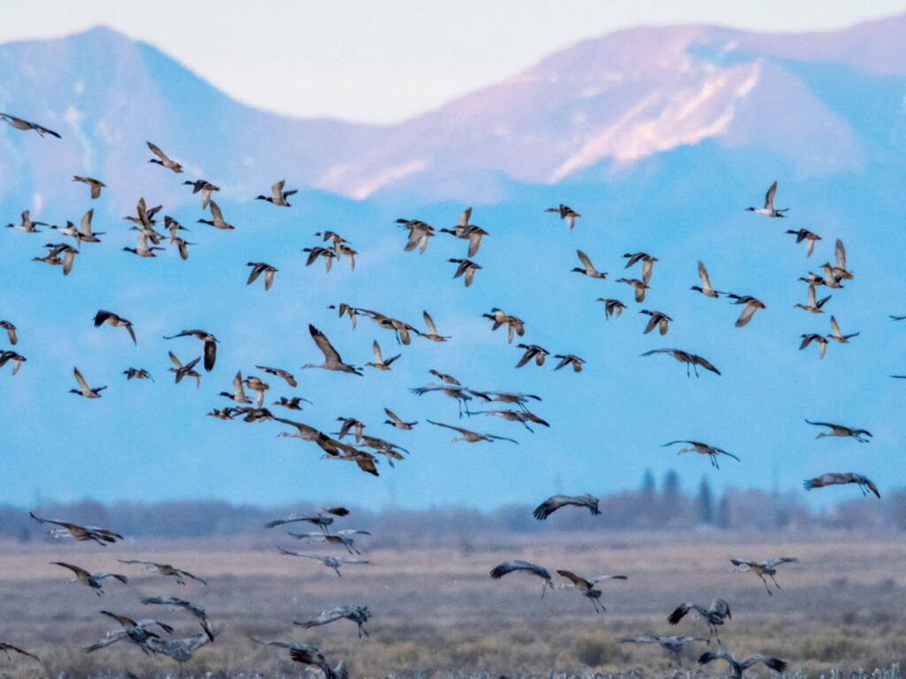Sandhill cranes and a mountain on the background at San Luis Valley