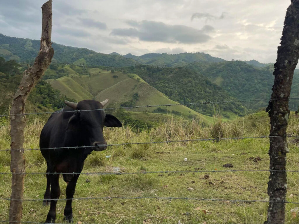 A cow stands behind a barbed wire fence at Jarabacoa