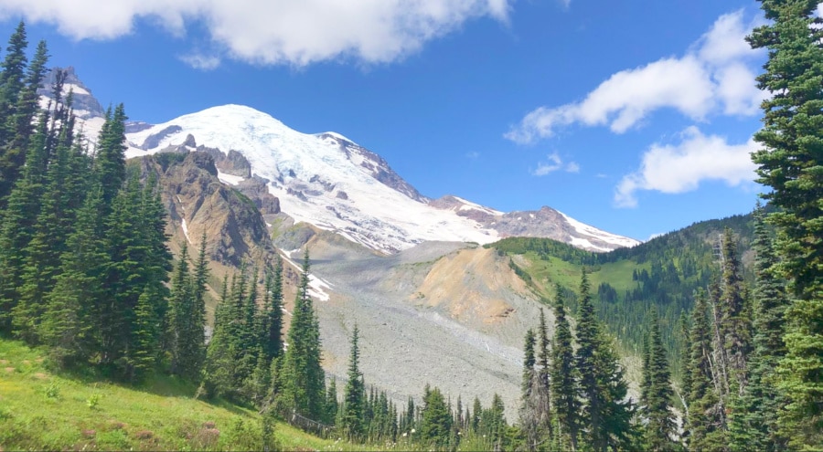 View of Mount Rainier between evergreen tree