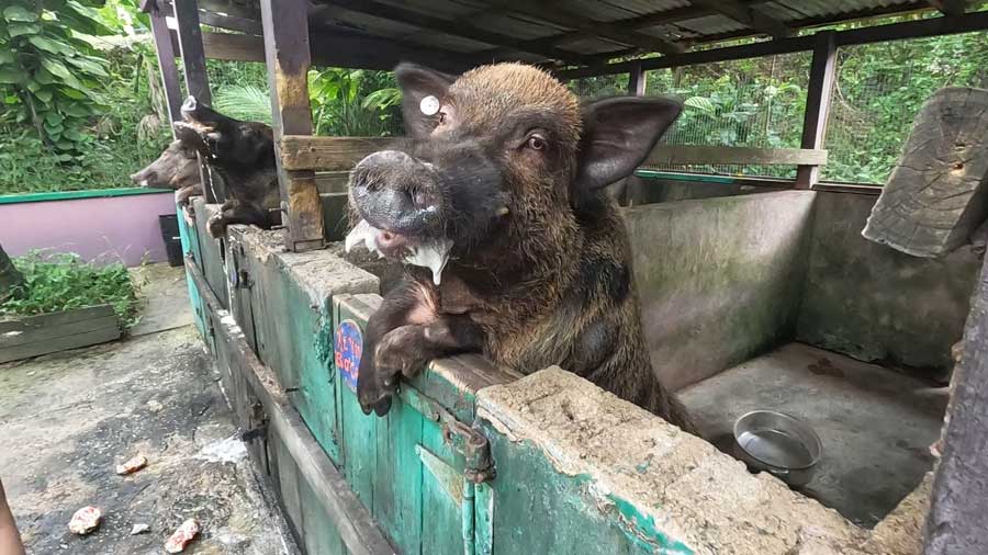 View of pigs at the Mt. Pellier Domino Club