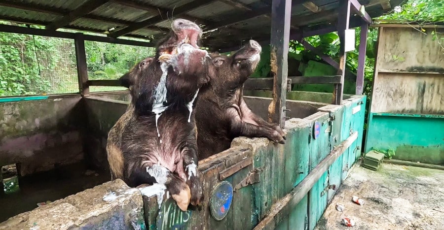 Two pigs drinking non-alcoholic beer inside the cage in Mt. Pellier Domino Club