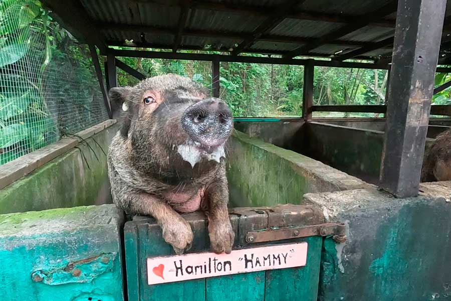 A pig at the Mt. Pellier Domino Club