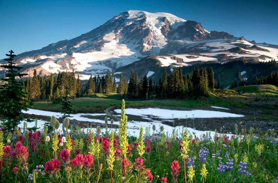 View of the Mt. Rainier covered in snow