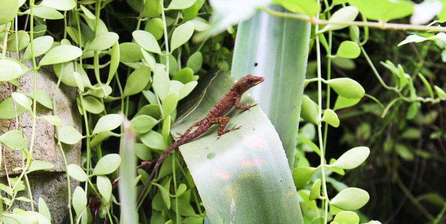 An anole resting on a leaf in the rainforest
