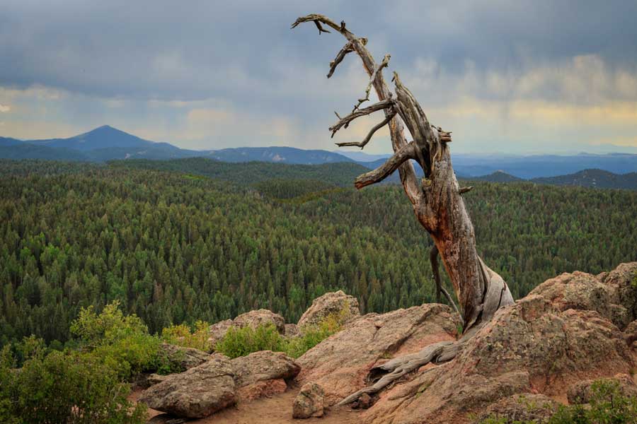 Old dead tree and the overlooking view in Mueller State Park