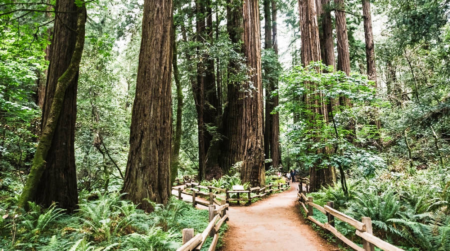 Beautiful scenery and walking trails inside Muir Woods National Monument