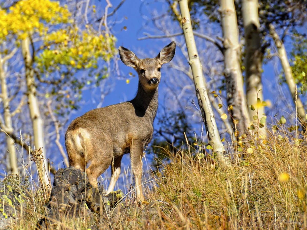 View of Mule Deer in Colorado during fall