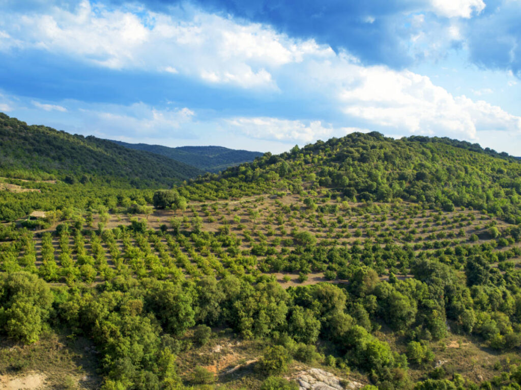 Panoramic view of a hazelnut trees grove in the Prades Mountains