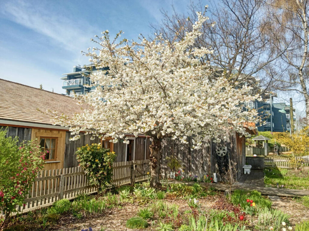 A tree during spring season at Murakami House