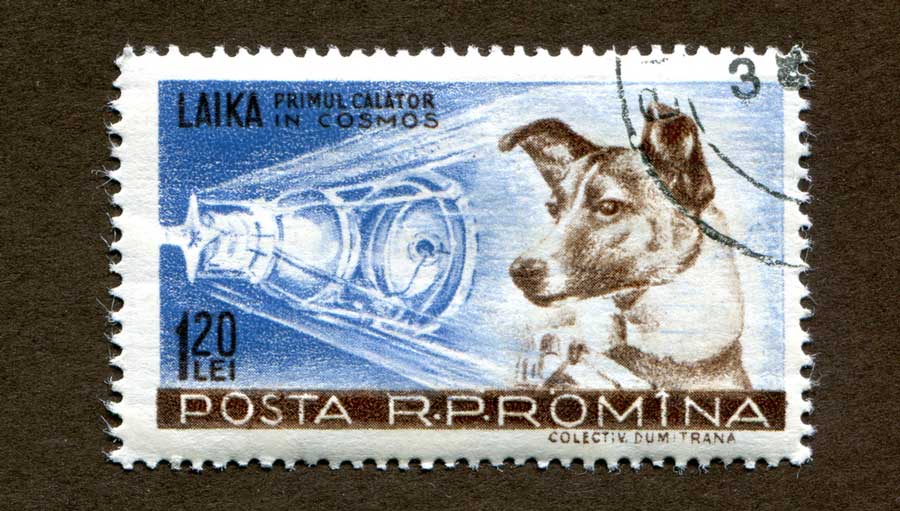 A dog on a postage stamp