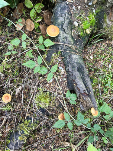 View of the mushrooms near the root of the tree at Whidbey Forest
