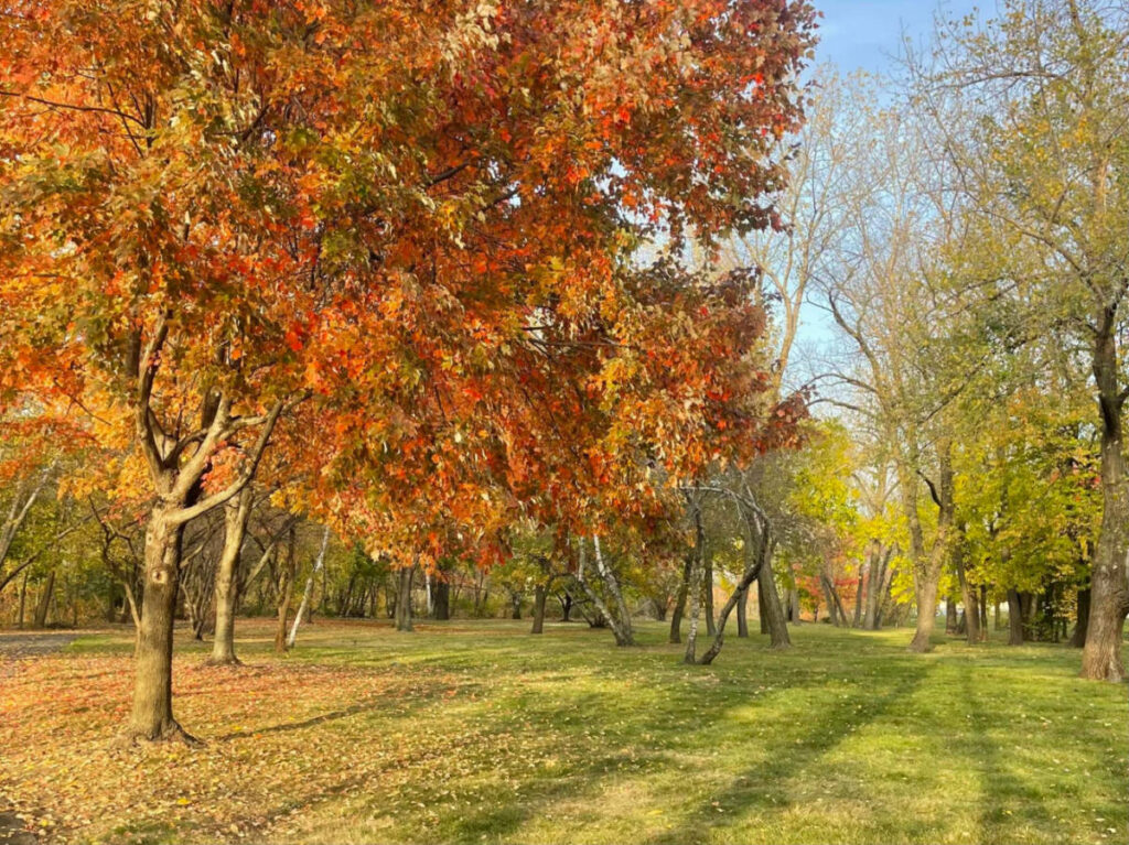 The tress during fall at Mystic River State Reservation