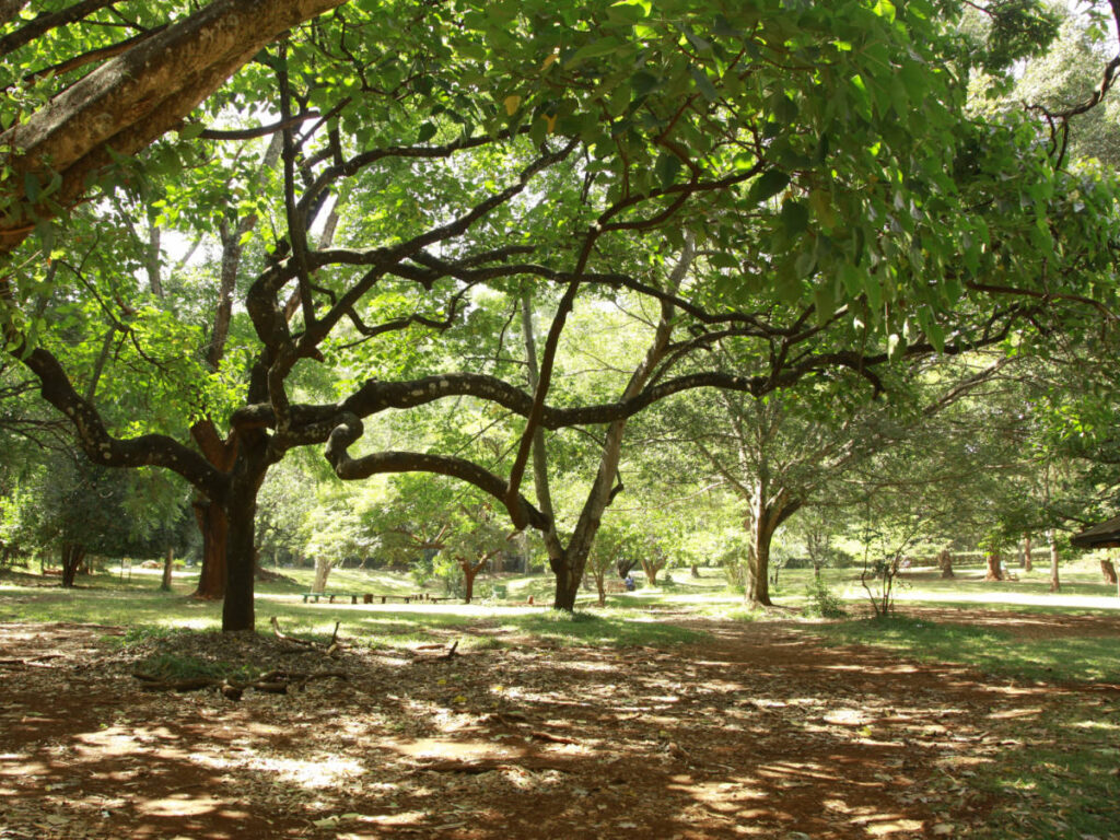 View of trees at the Nairobi Arboretum