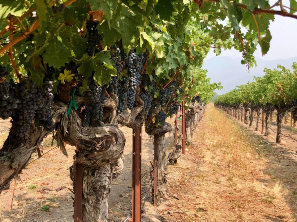 Vineyard with grapes growing on vines in Napa Valley