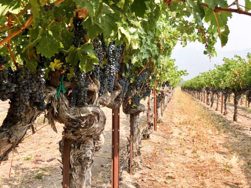 Closeup view of the vineyard in Napa Valley