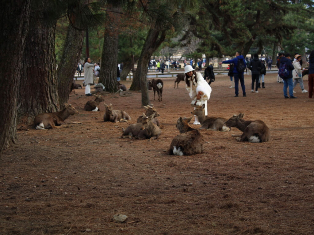 Tourists and deers in Nara