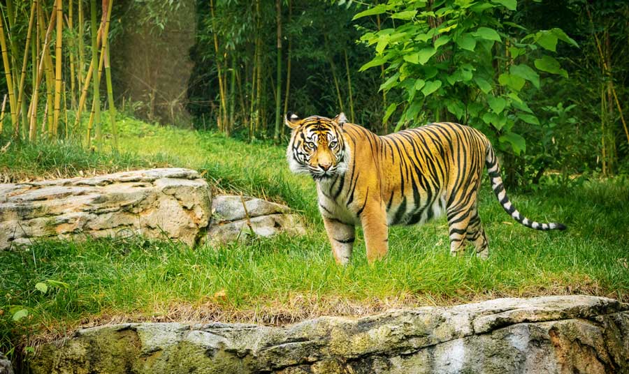 View of a tiger in Nashville Zoo