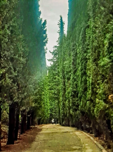 View of the tall green trees around the National Botanical Garden