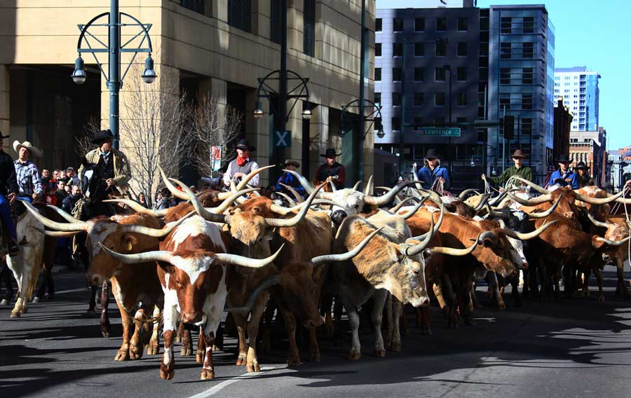 A herd of cattle during the National Western Stock Show Parade