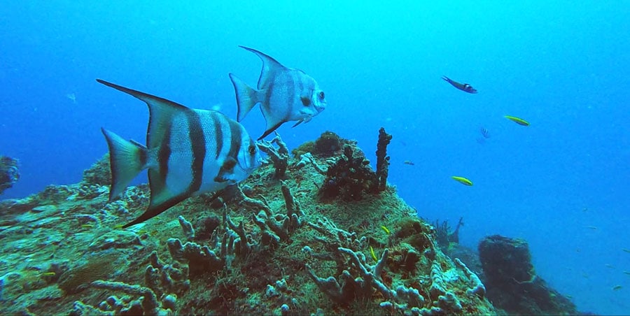 View of fishes and natural coral reefs in Key Largo
