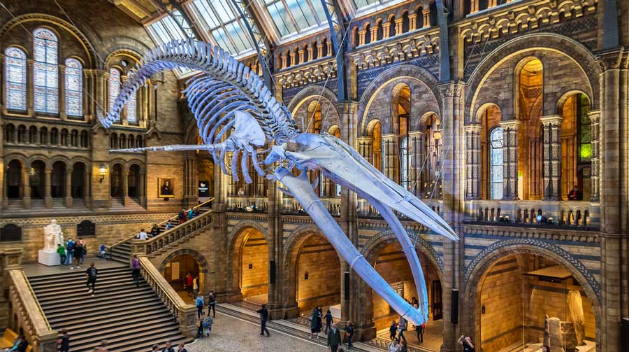A blue whale skeleton displayed inside the Natural History Museum